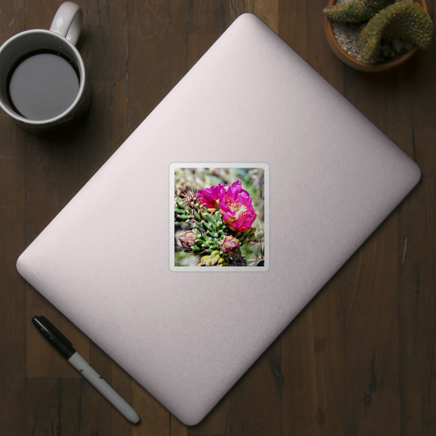 Fuscia Pink Cactus Flower Bloom by Scubagirlamy